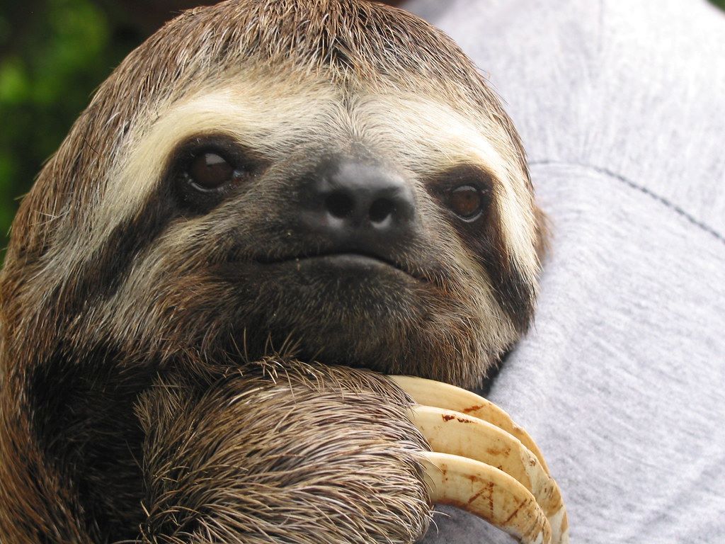 fun facts about sloths, funny sloth facts, sloths for kids