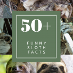 funny sloth facts, where do sloth live, how big are sloth, sloth kids