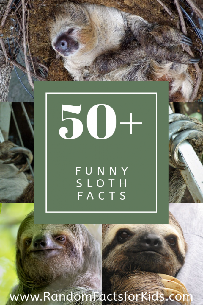 funny sloth facts, where do sloth live, how big are sloth, sloth kids