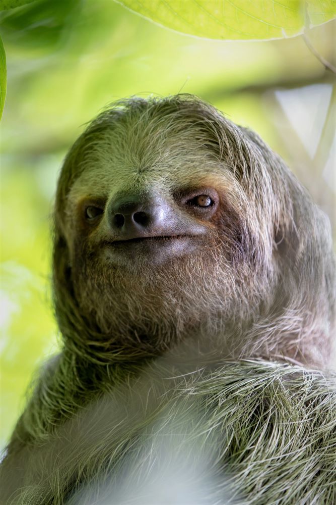 sloth face, what do sloth look like, sloth facts