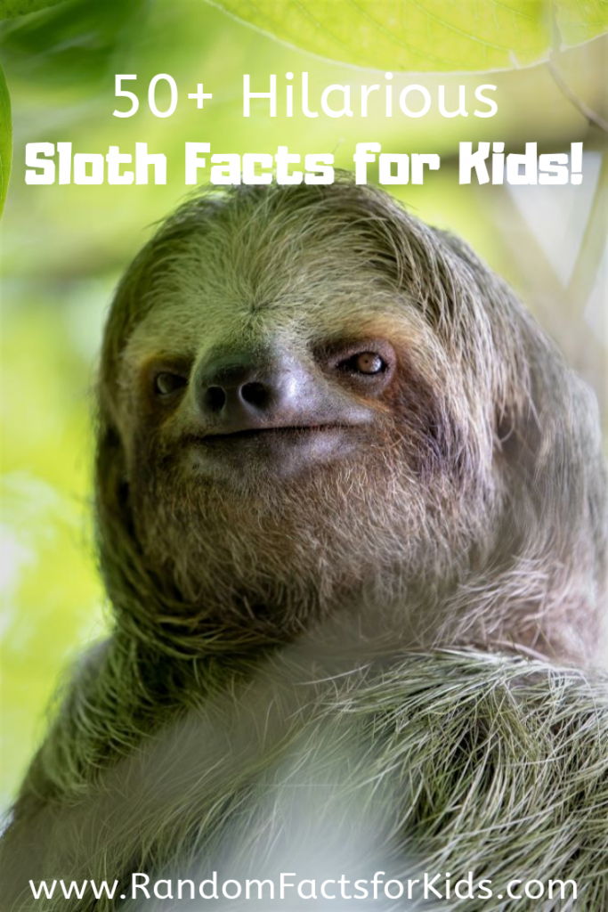 sloth facts for kids, why are sloth slow, what do sloth eat