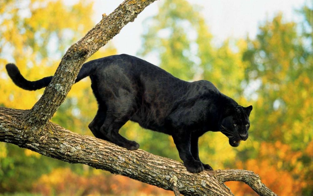 black jaguar facts, pictures of jaguars, leopards vs jaguars