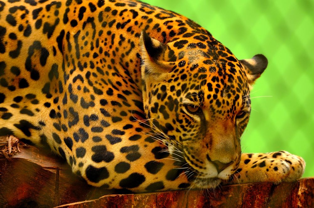 jaguar information and facts, things about jaguars