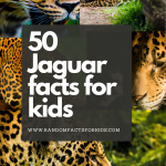 jaguar animal facts, jaguar jaw strength, facts for kids about jaguars