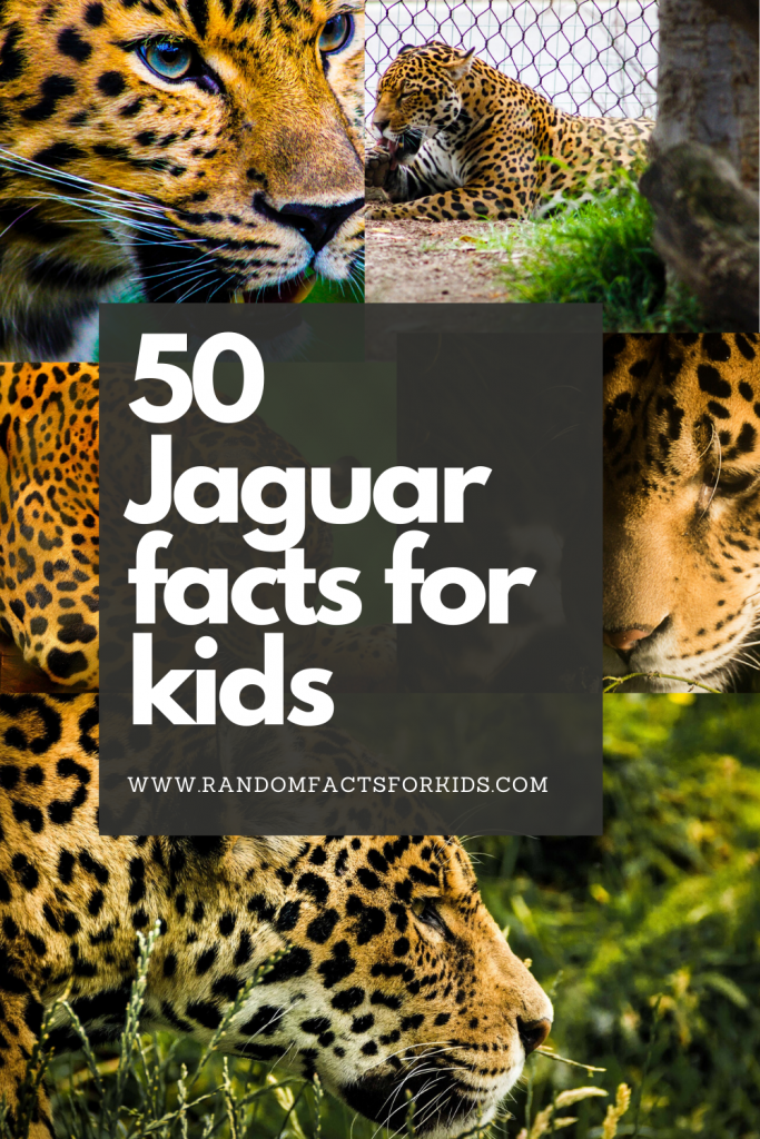50 Interesting Facts About Jaguars • Random Facts for Kids