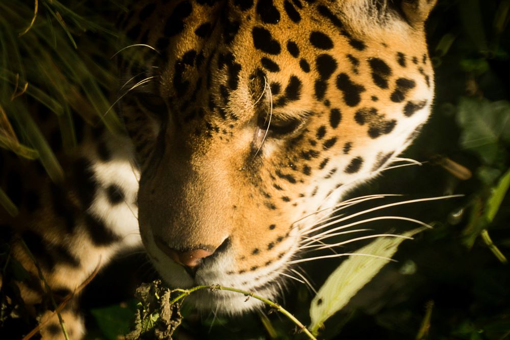interesting facts on jaguars, jaguar facts, what is a jaguars habitat
