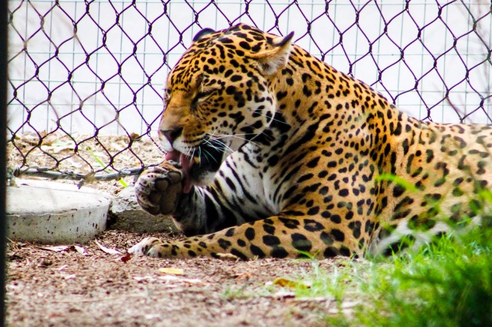 facts about jaguars, jaguar kid facts, fun jaguar facts