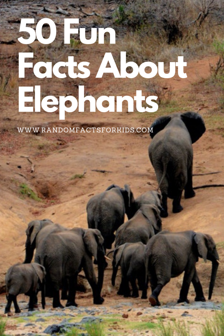 random fact about elephants