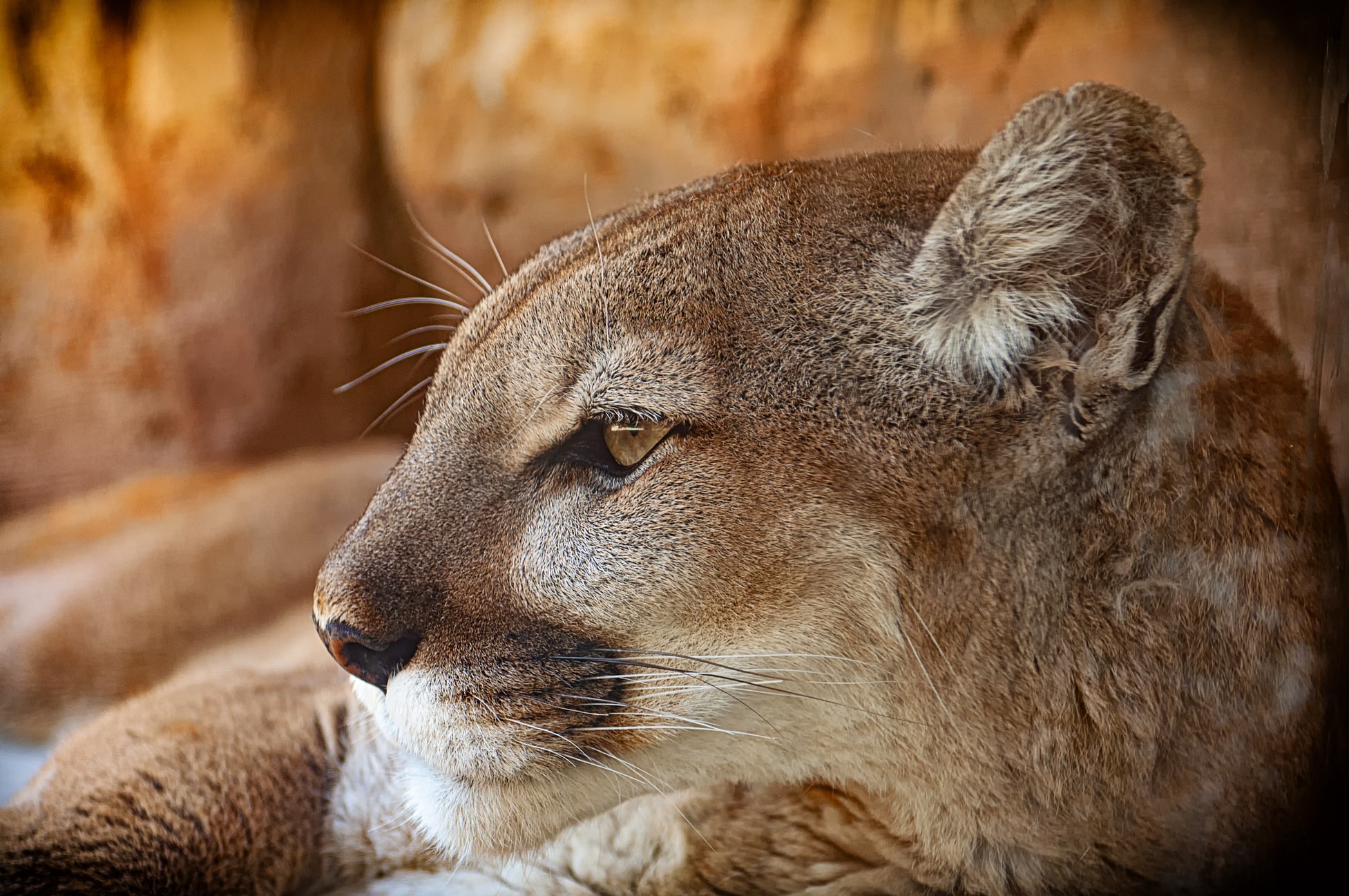 50 Facts About The Mountain Lion Random Facts For Kids - Bank2home.com