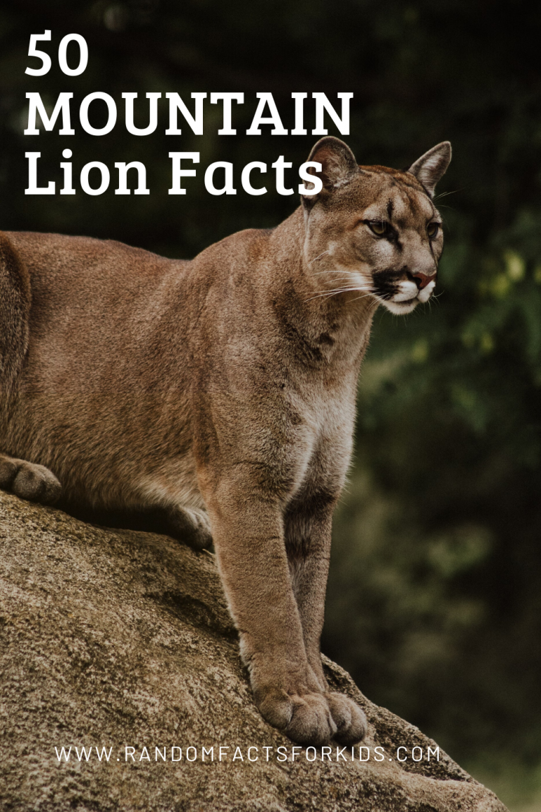 50 Facts About the Mountain Lion • Random Facts for Kids