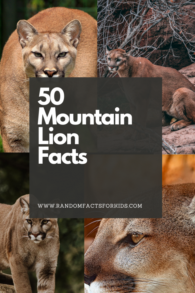 mountain lion facts for kids, animal facts for kids, interesting facts about mountain lions