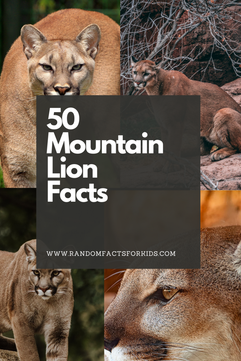 50 Facts About the Mountain Lion • Random Facts for Kids